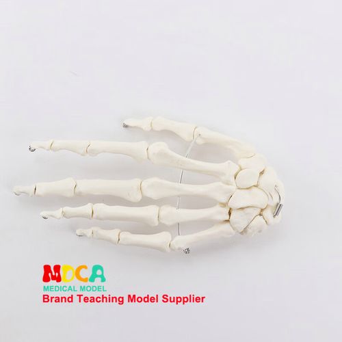 人體手骨模型 1:1比例手關節與手指骨骼結構的康復教學利器